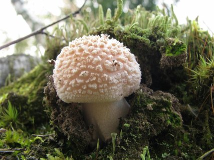 Amanita rubescens