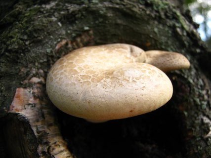 Hypsizygus ulmarius