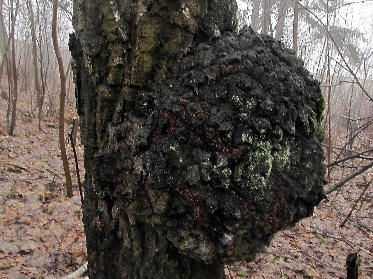 Inonotus