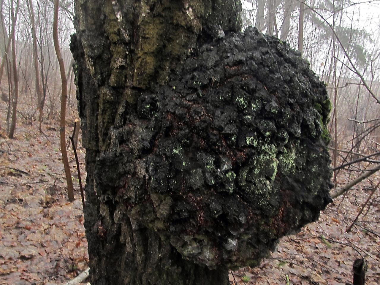 Inonotus obliquus
