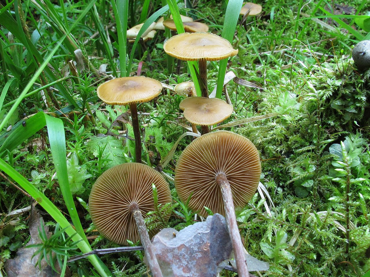 Kuehneromyces lignicola