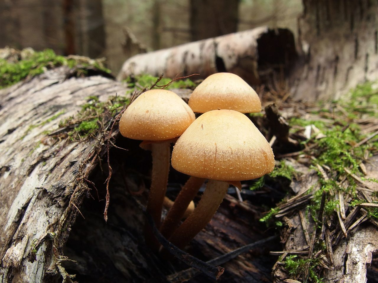 Kuehneromyces mutabilis