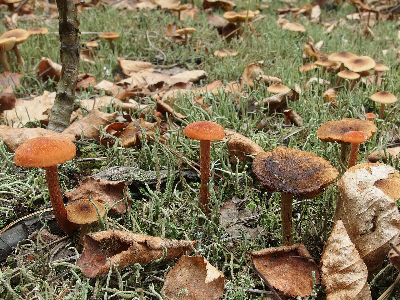 Laccaria proxima