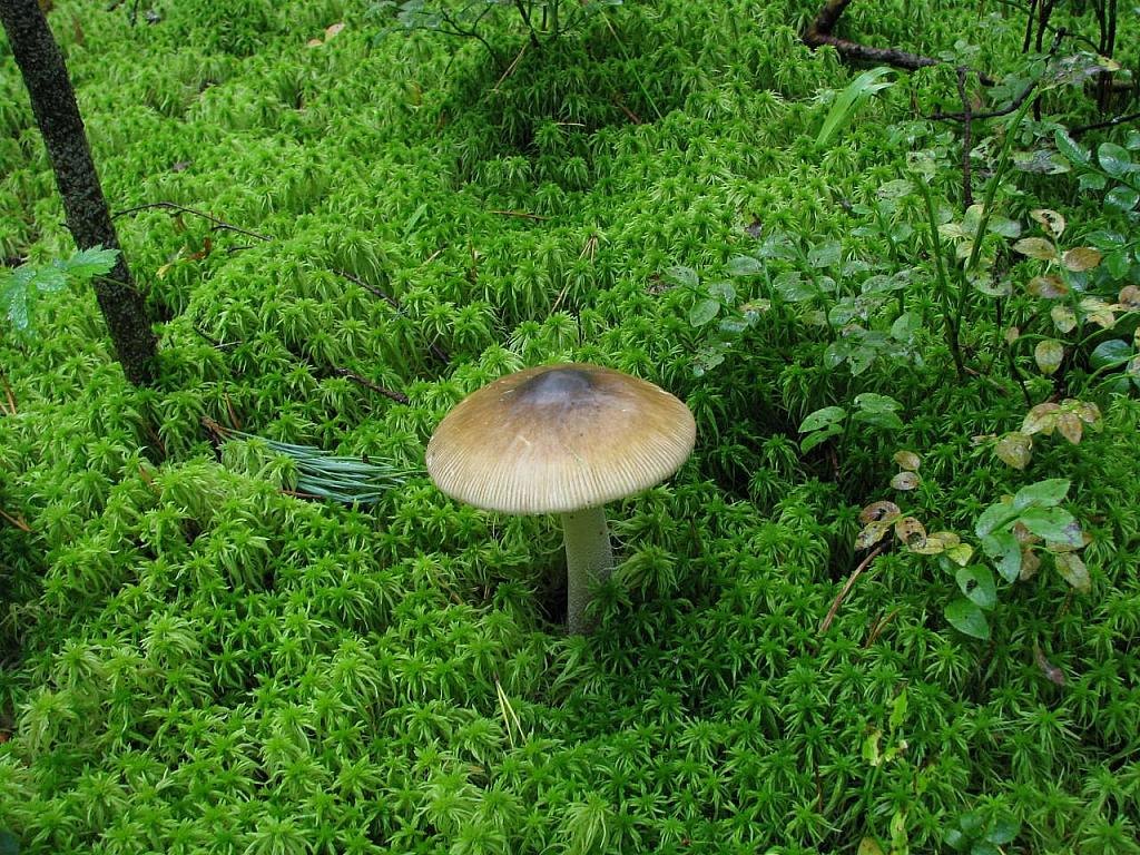 Amanita submembranacea