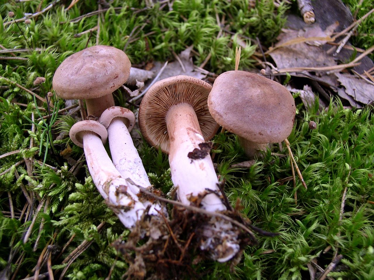 Lactarius helvus