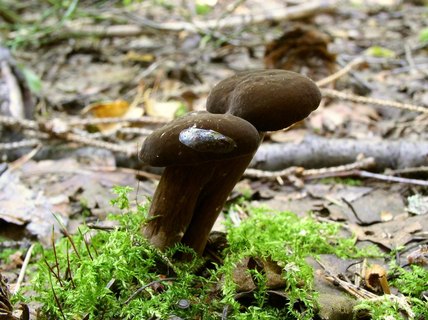 Lactarius lignyotus