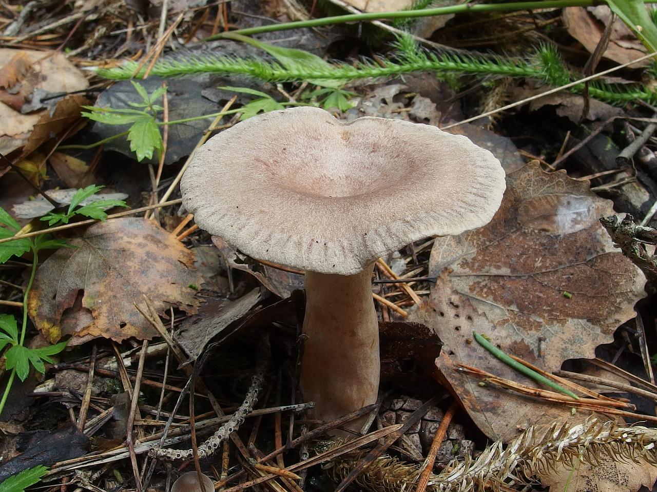 Lactarius mammosus