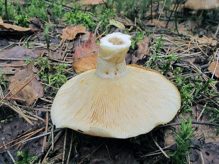 Lactarius resimus