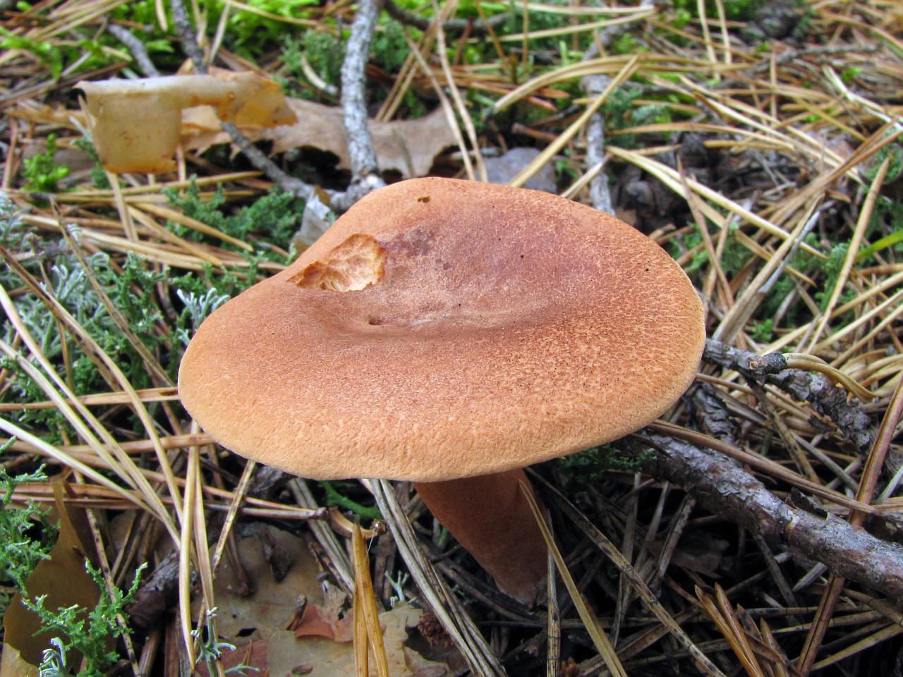 Lactarius rufus