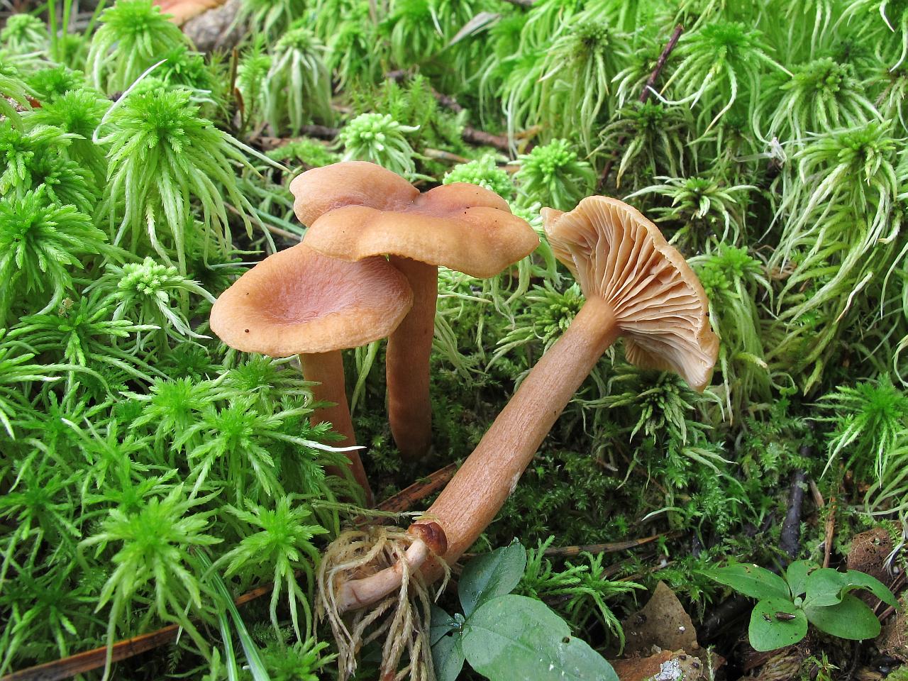 Lactarius tabidus