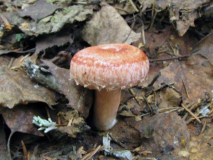 Lactarius torminosus