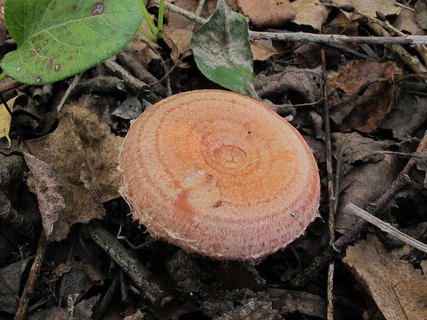 Lactarius torminosus