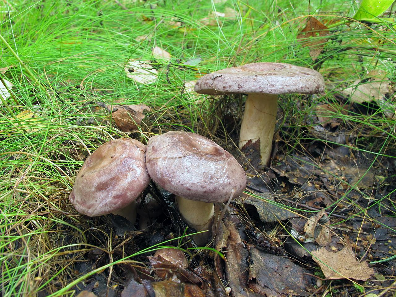 Lactarius trivialis
