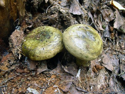 Lactarius turpis