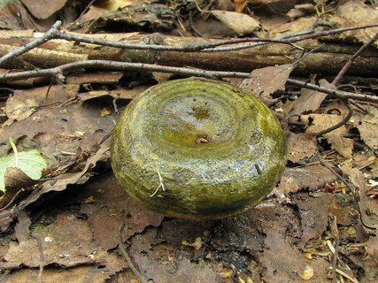 Lactarius turpis