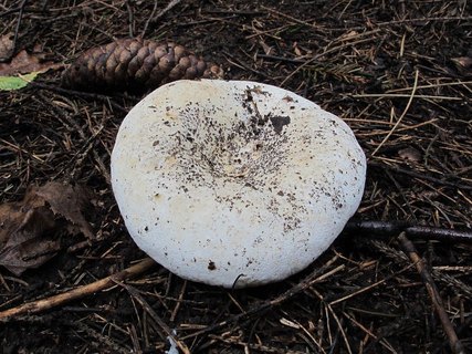 Lactarius vellereus