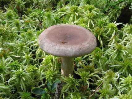Lactarius vietus