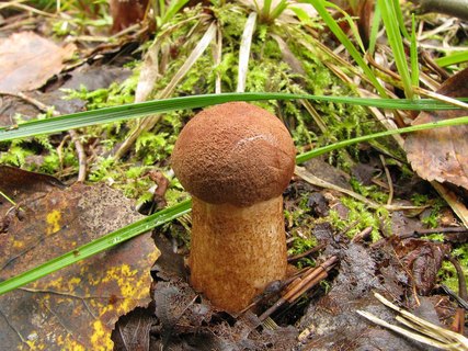 Leccinum aurantiacum