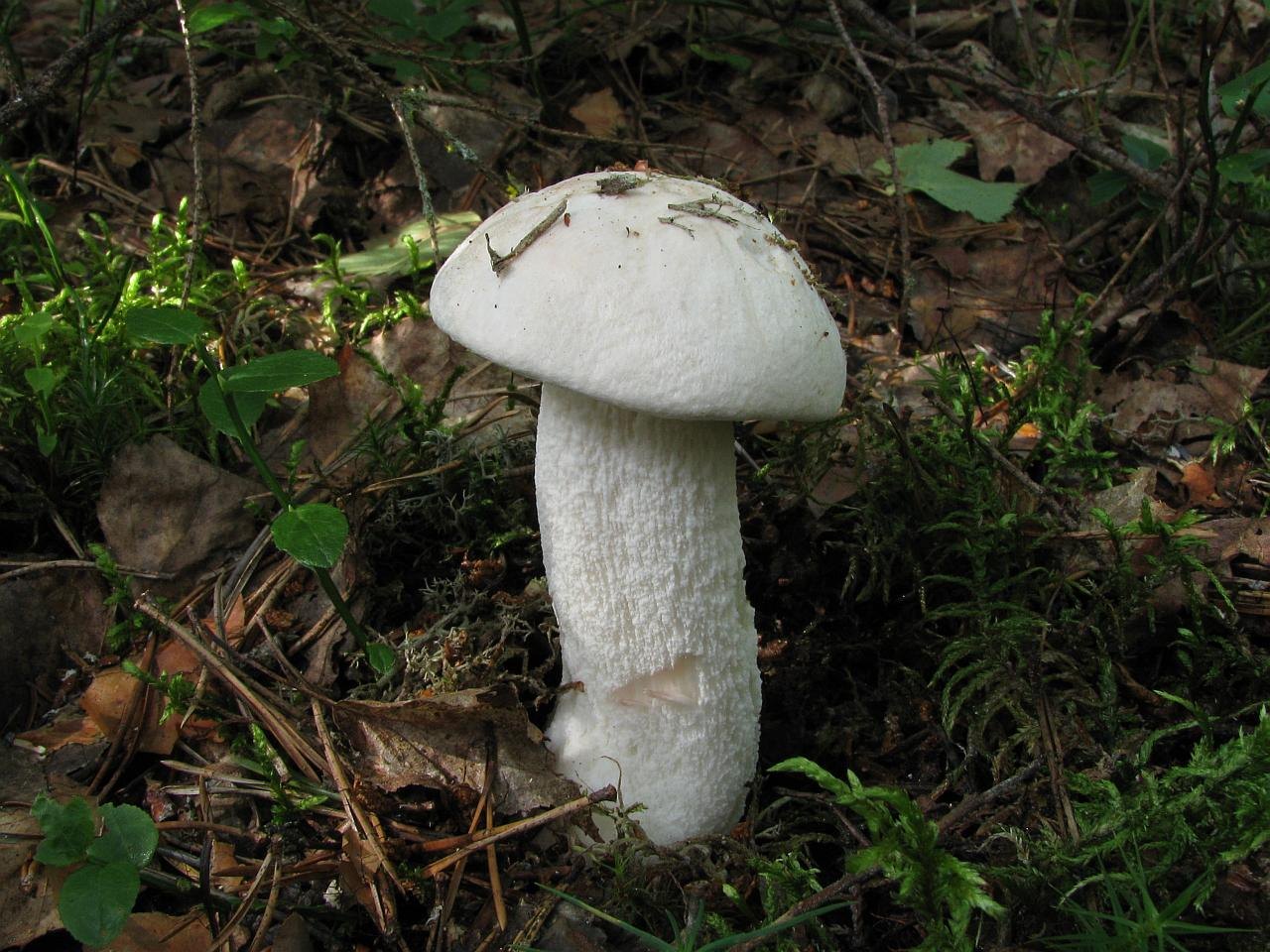Leccinum percandidum