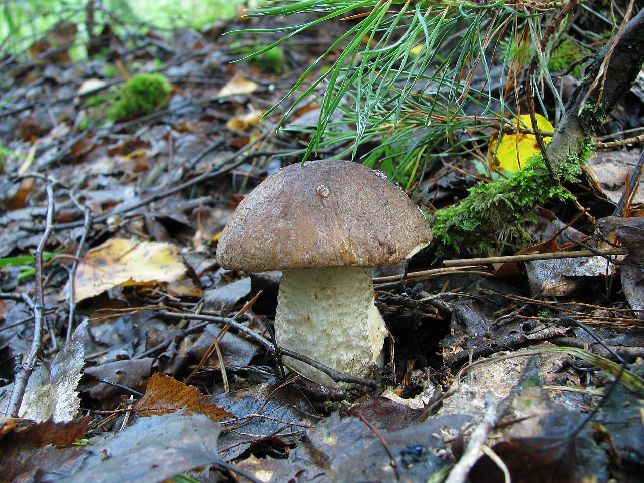 Leccinum scabrum