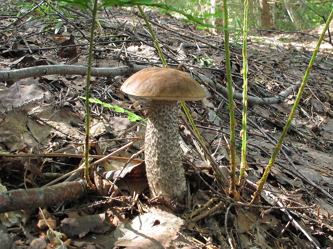 Leccinum scabrum