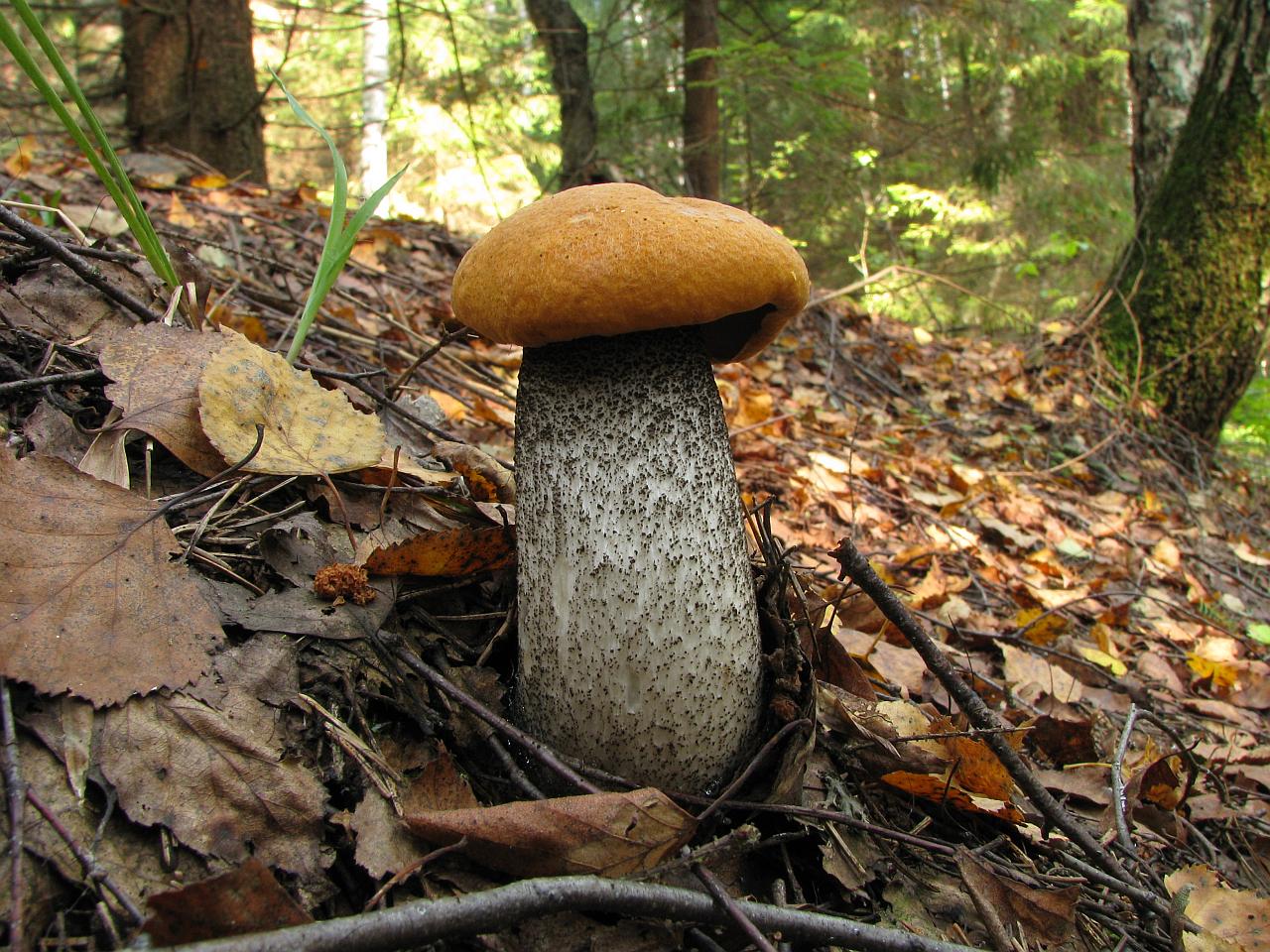 Leccinum versipelle