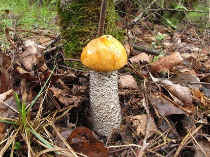 Leccinum versipelle