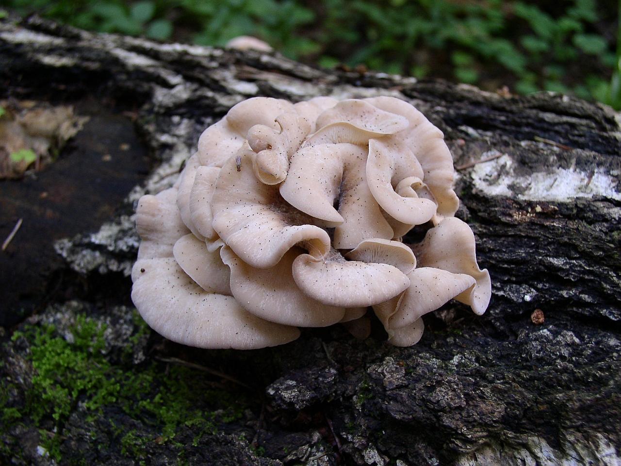 Lentinellus vulpinus