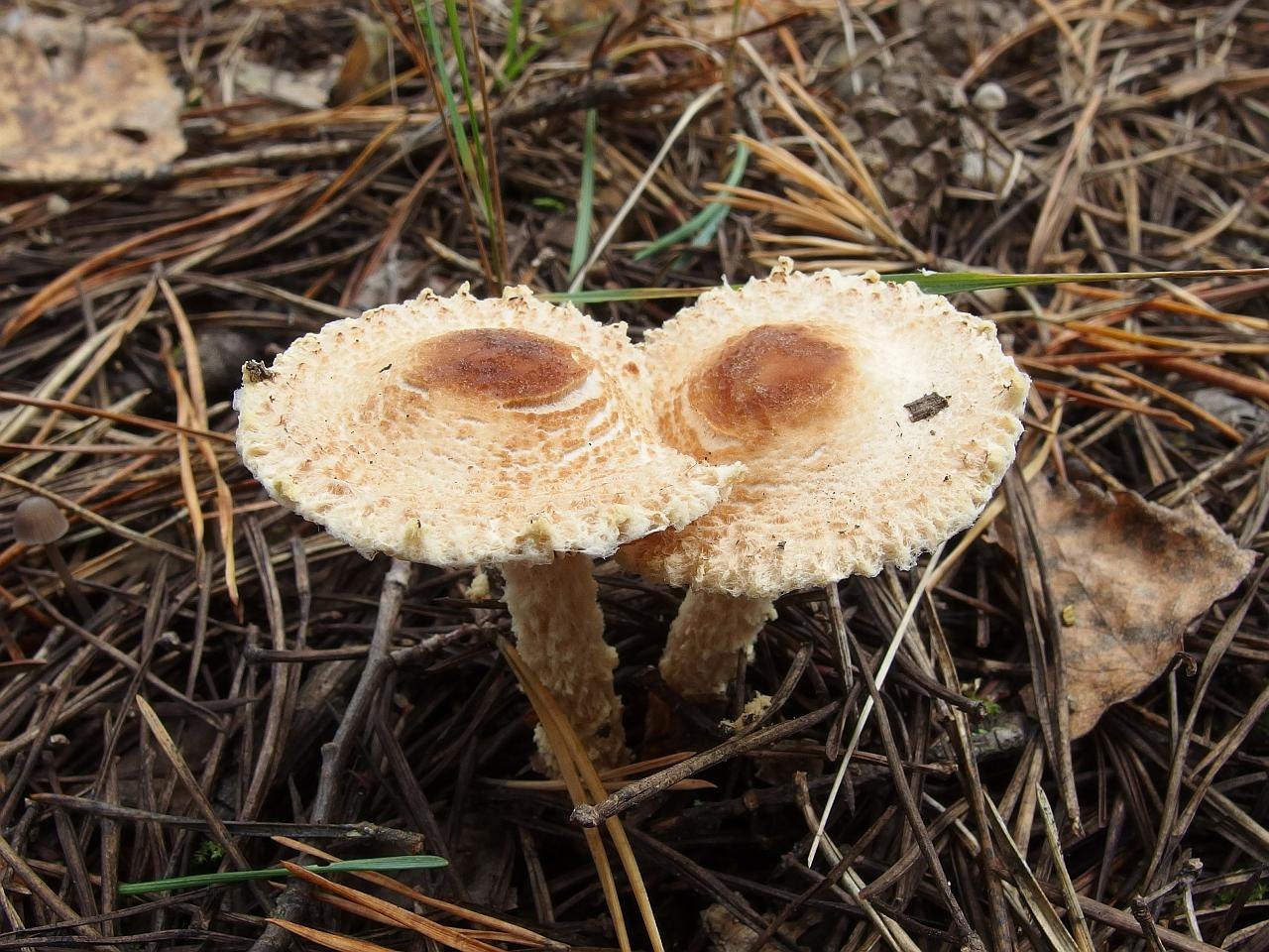 Lepiota magnispora