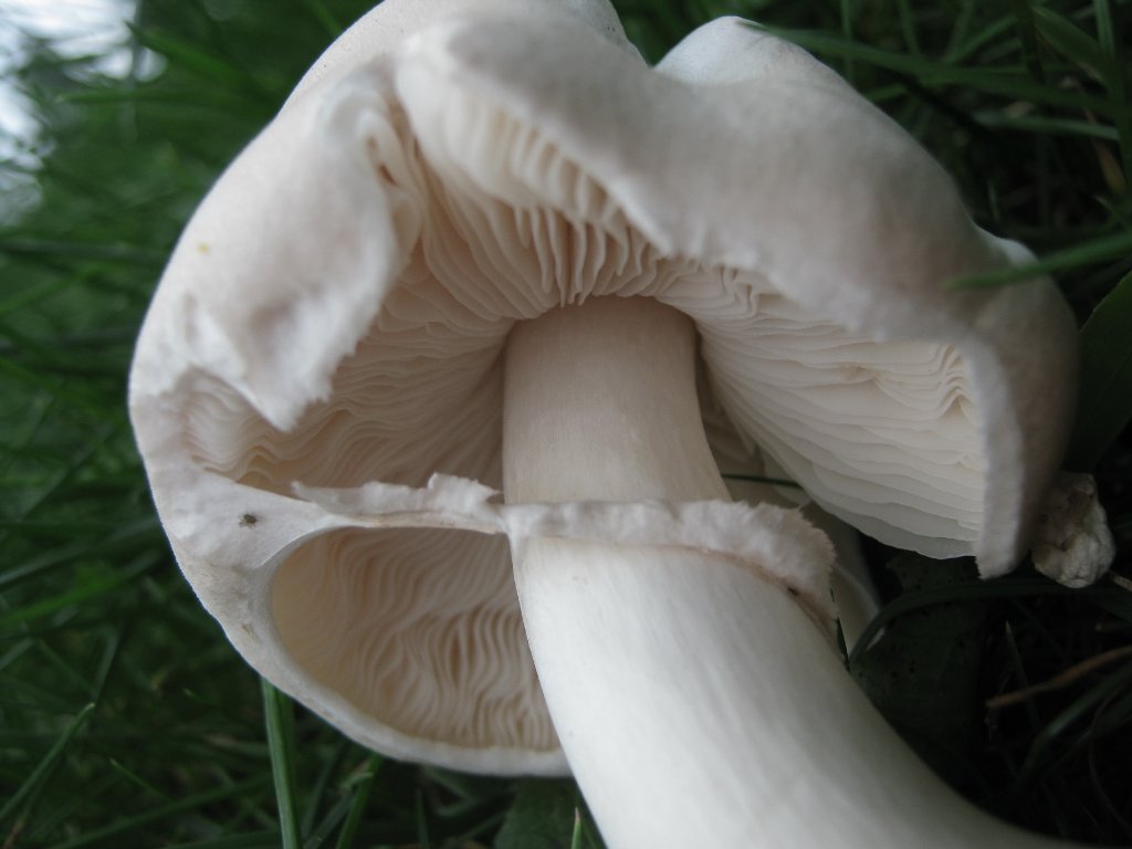 Leucoagaricus leucothites