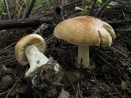 Leucocortinarius bulbiger