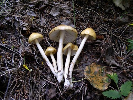 Limacella ochraceolutea