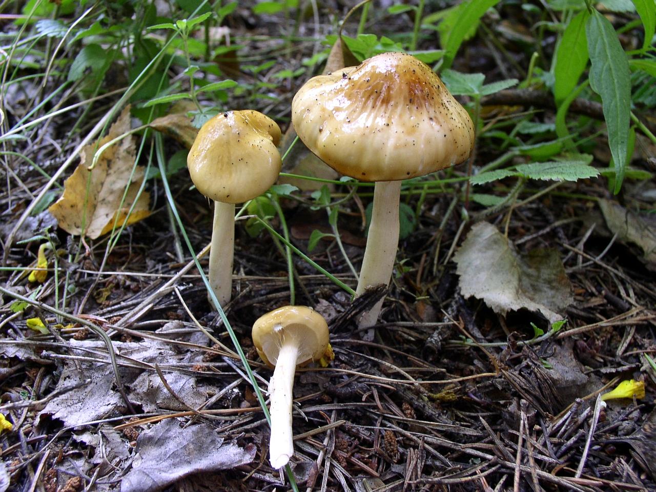 Limacella ochraceolutea