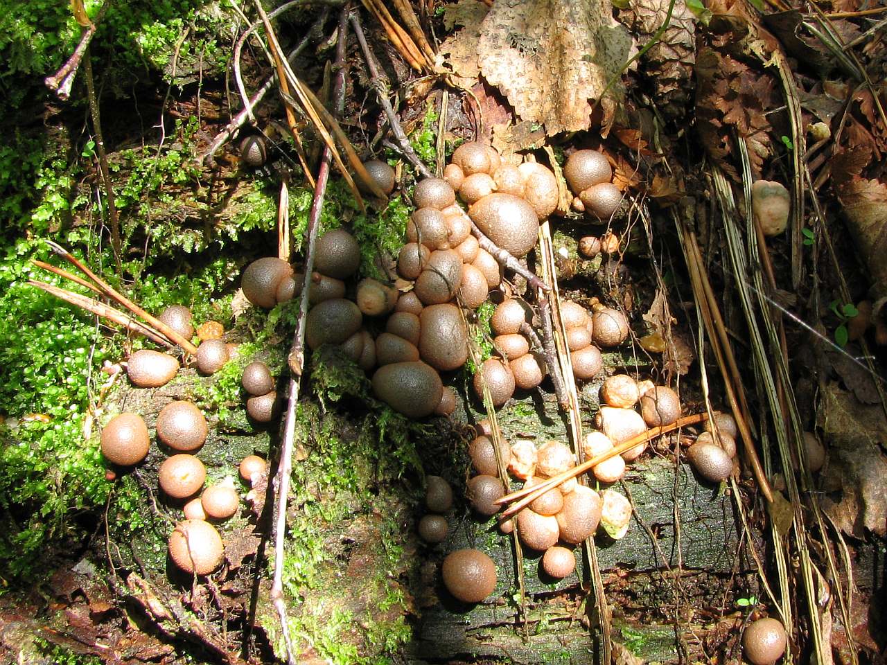 Lycogala epidendrum