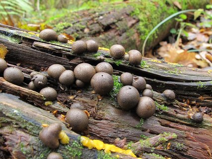 Lycogala epidendrum
