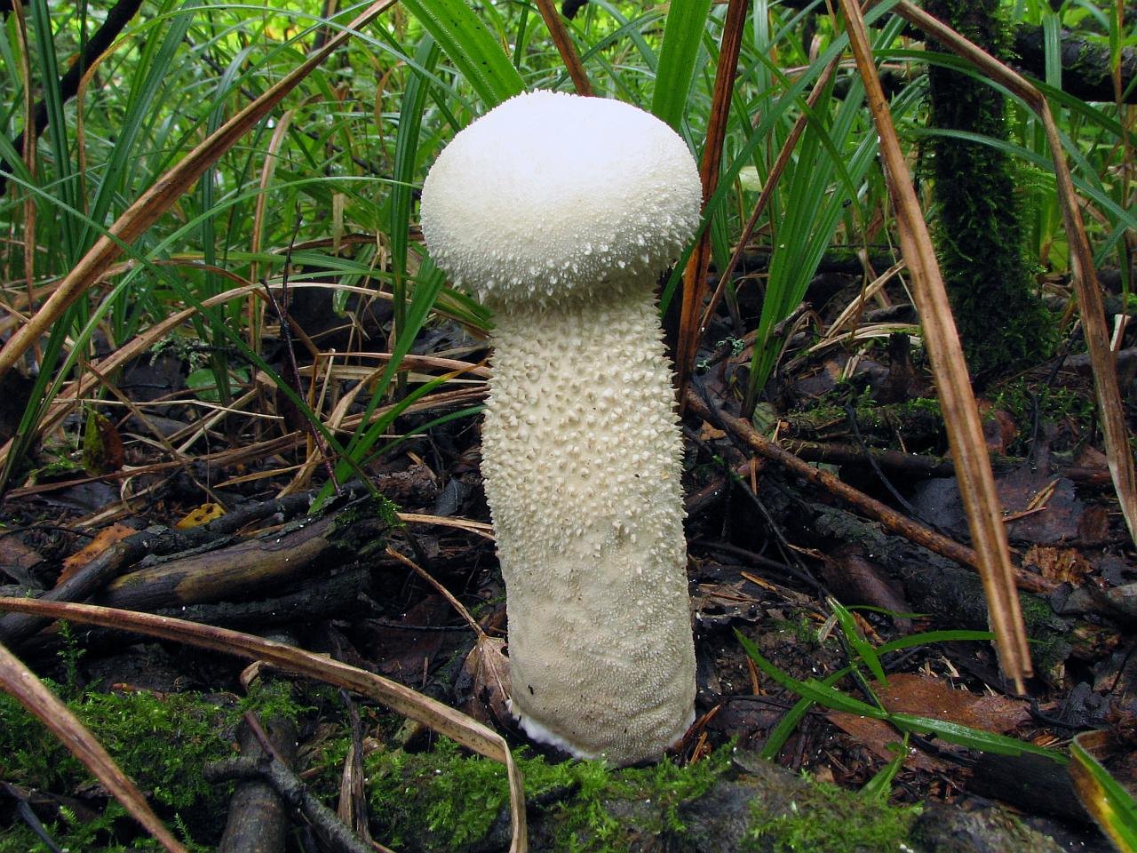 Lycoperdon