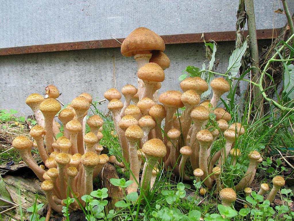 Armillaria borealis