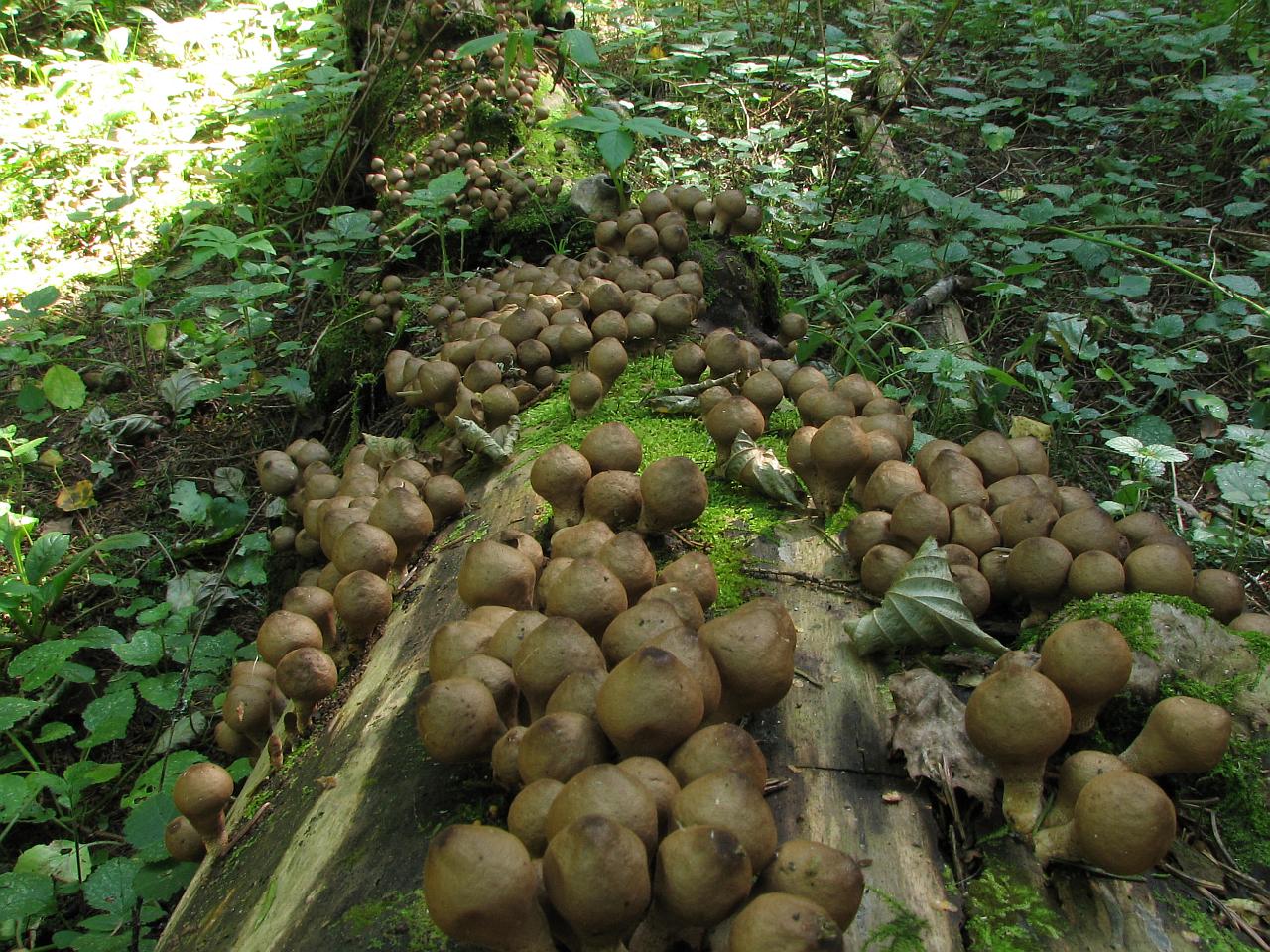 Lycoperdon pyriforme