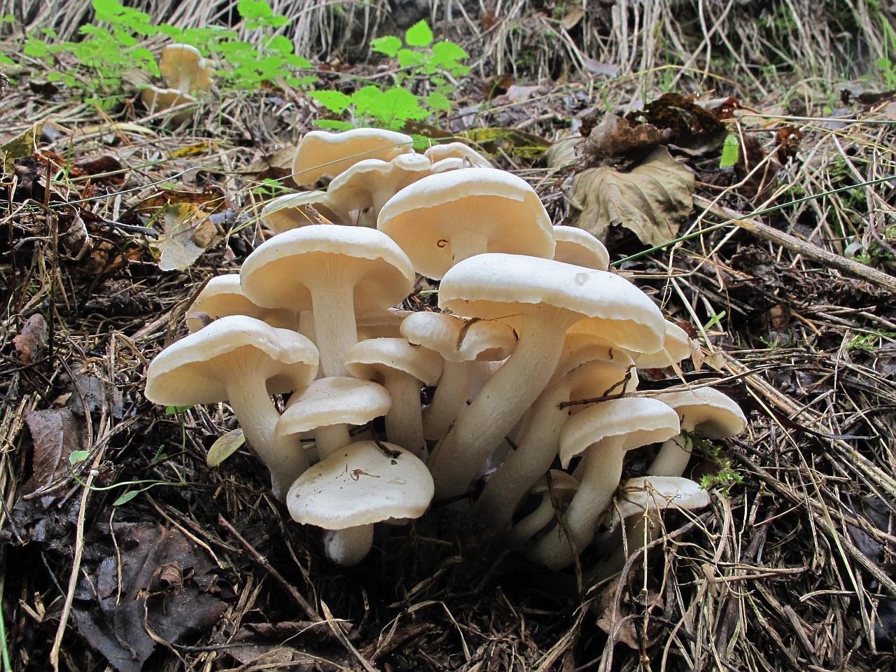 Lyophyllum