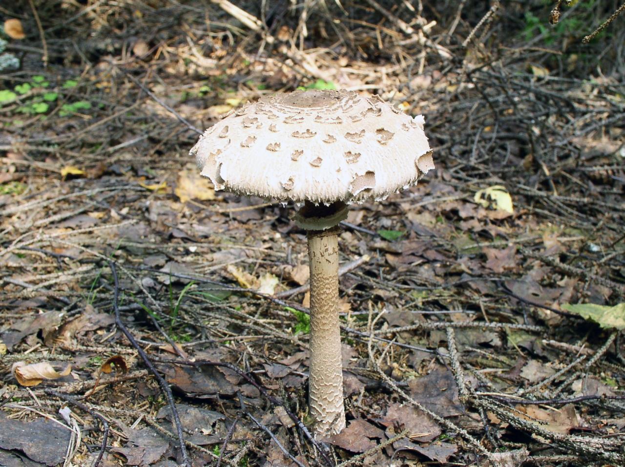Macrolepiota procera