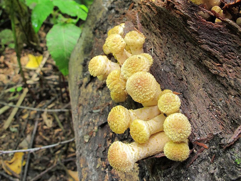 Armillaria borealis