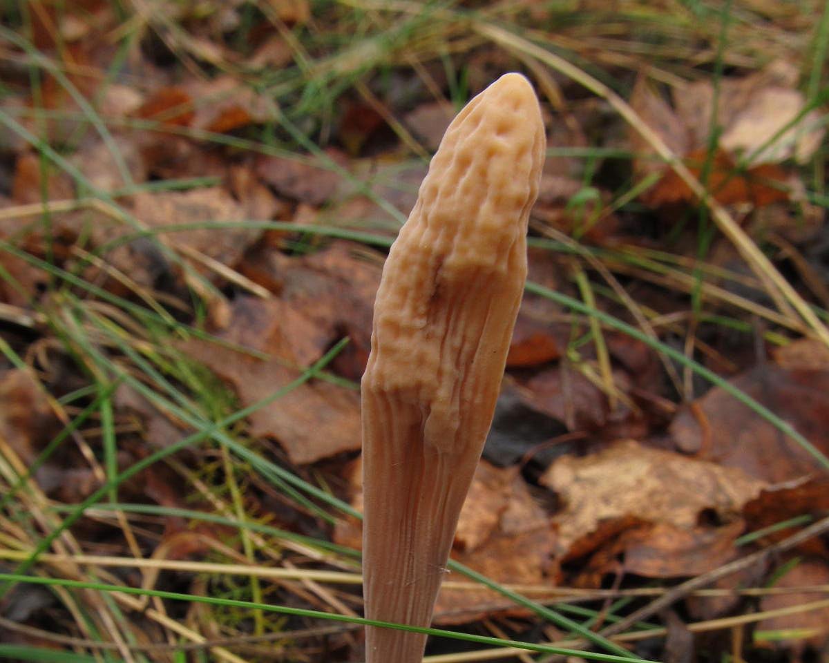 Macrotyphula