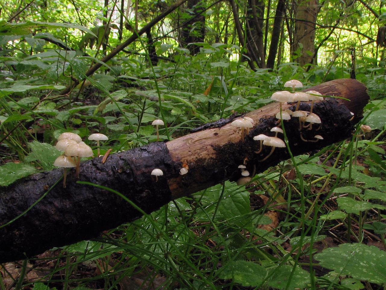 Marasmiellus ramealis