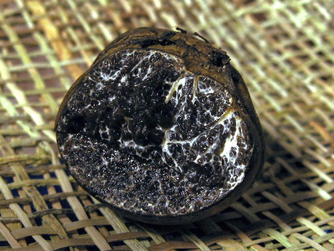 Melanogaster broomeanus
