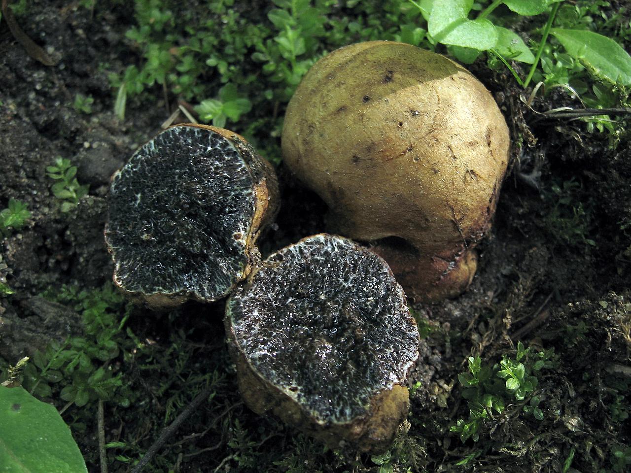 Melanogaster broomeanus