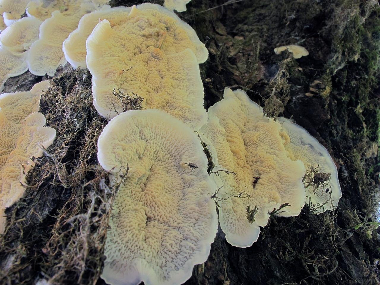 Merulius