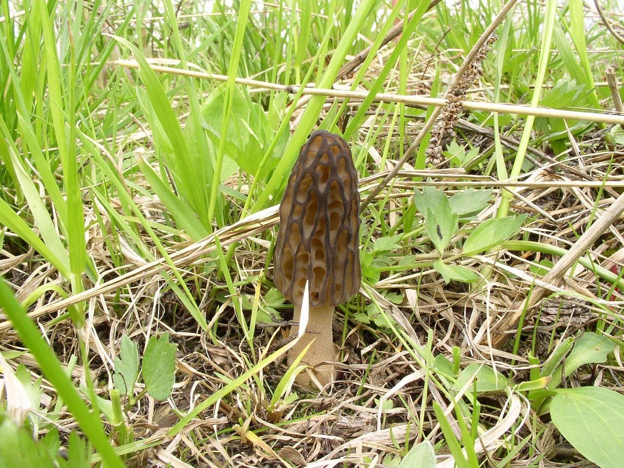 Morchella