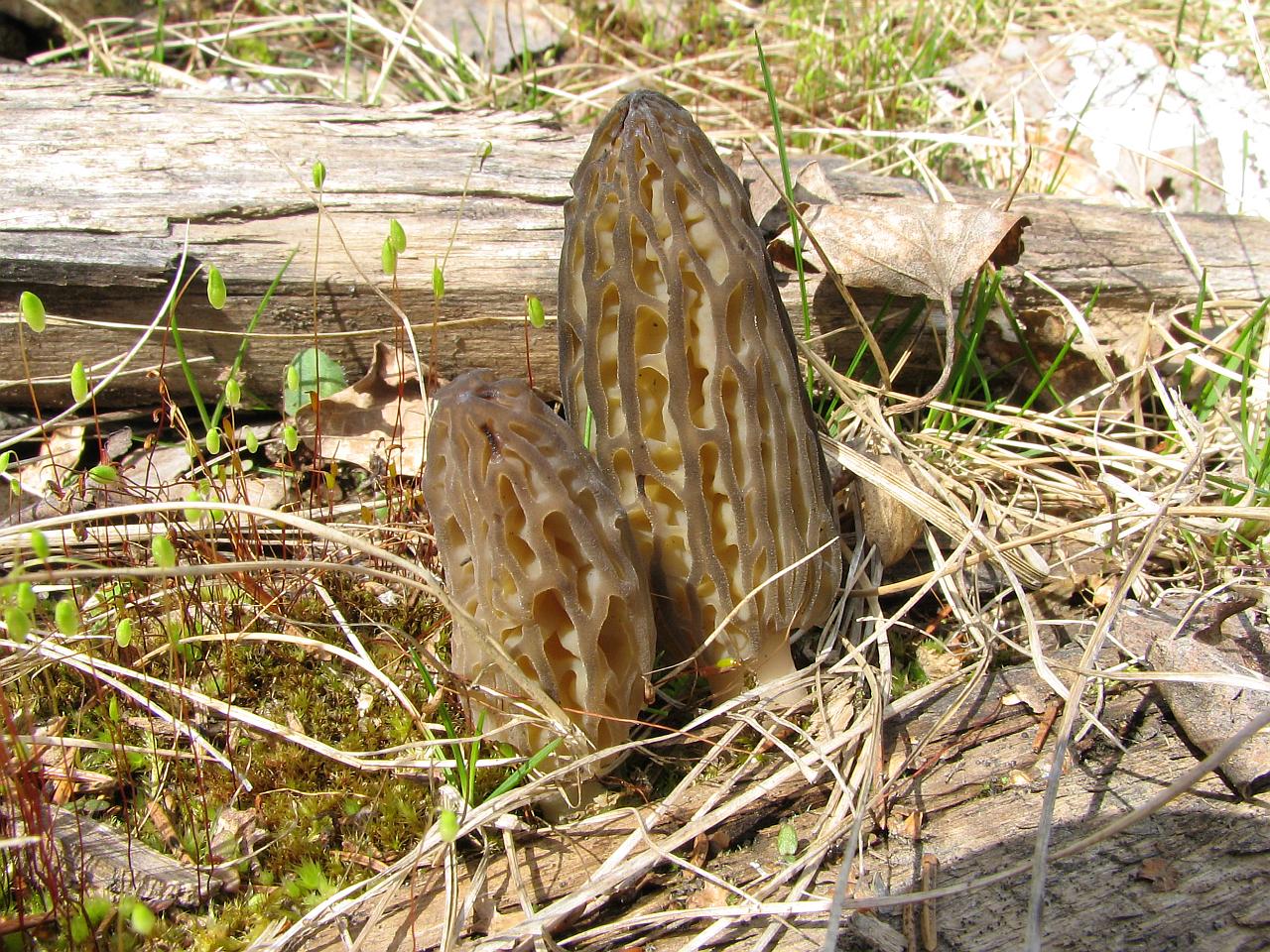 Morchella elata