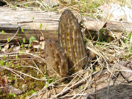 Morchella elata