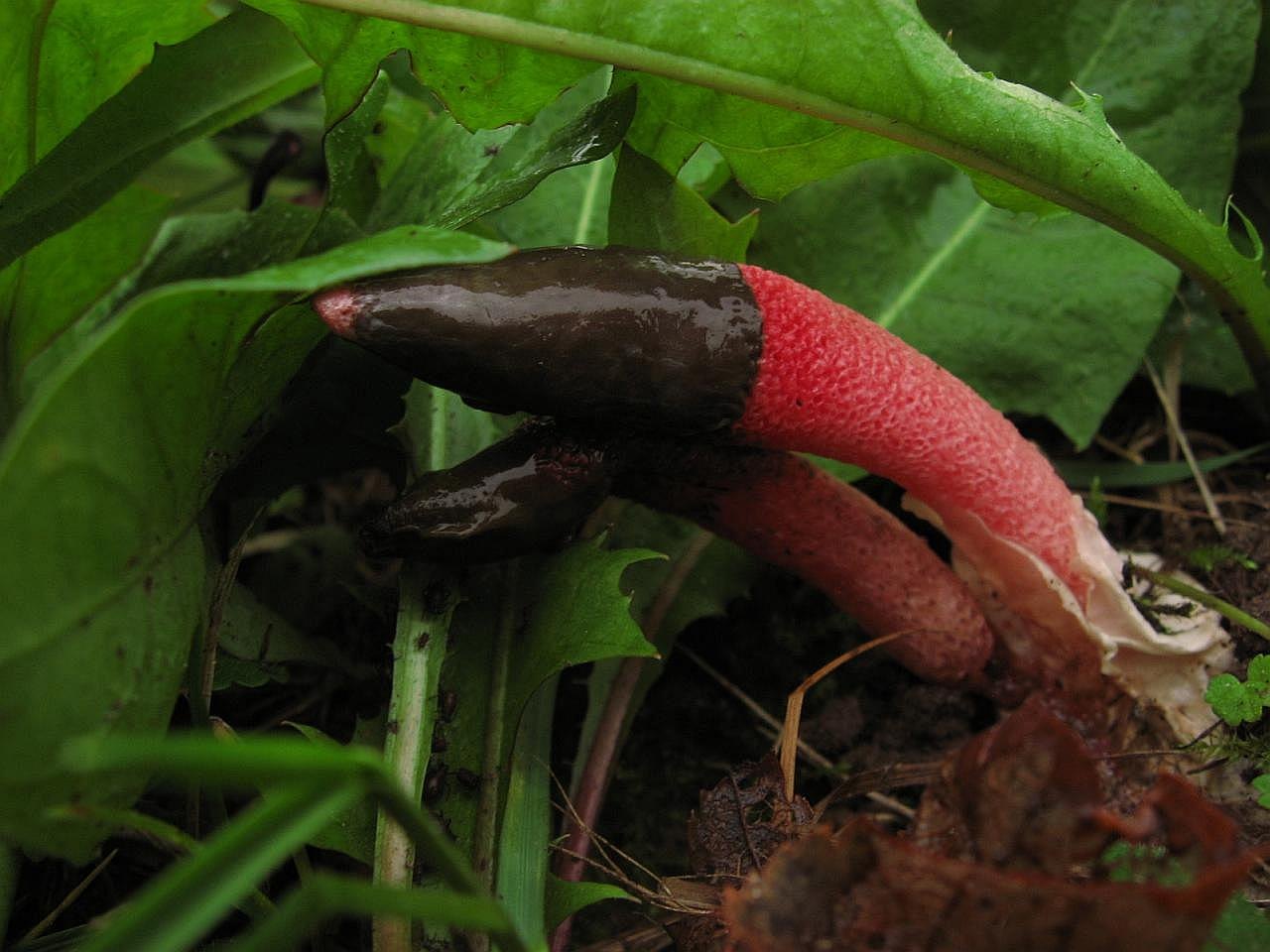 Mutinus
